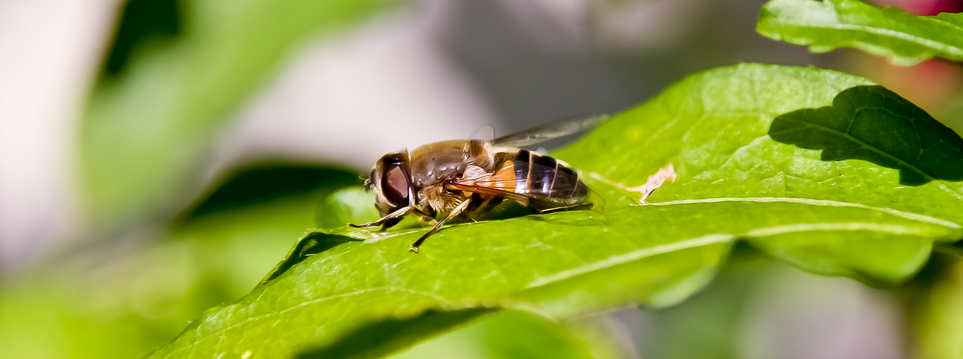 Photo insecte